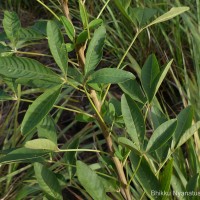 Crotalaria micans Link